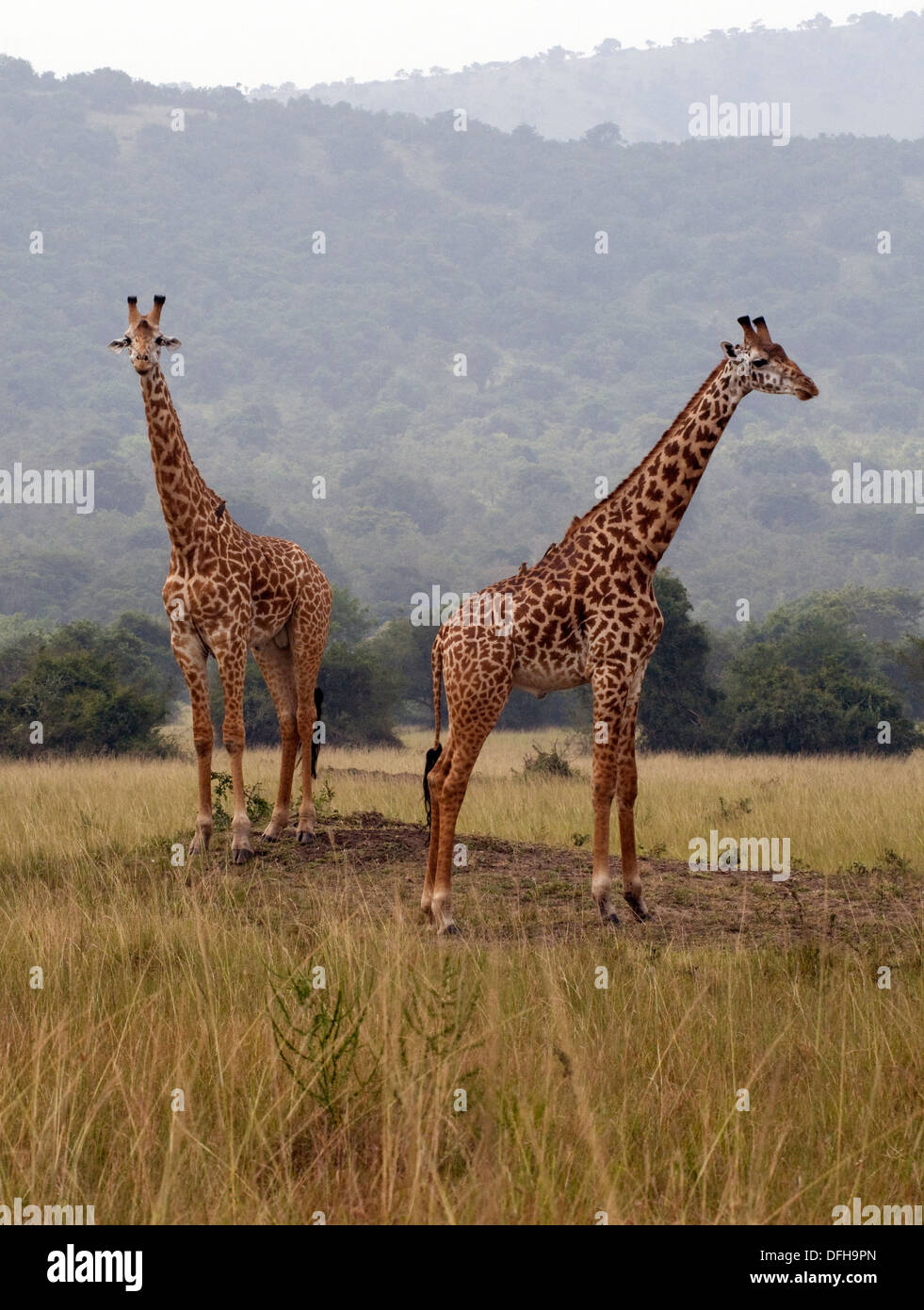 Giraffe Giraffa Plancius Akagera National Game Park Ruanda Central Nordafrika Stockfoto