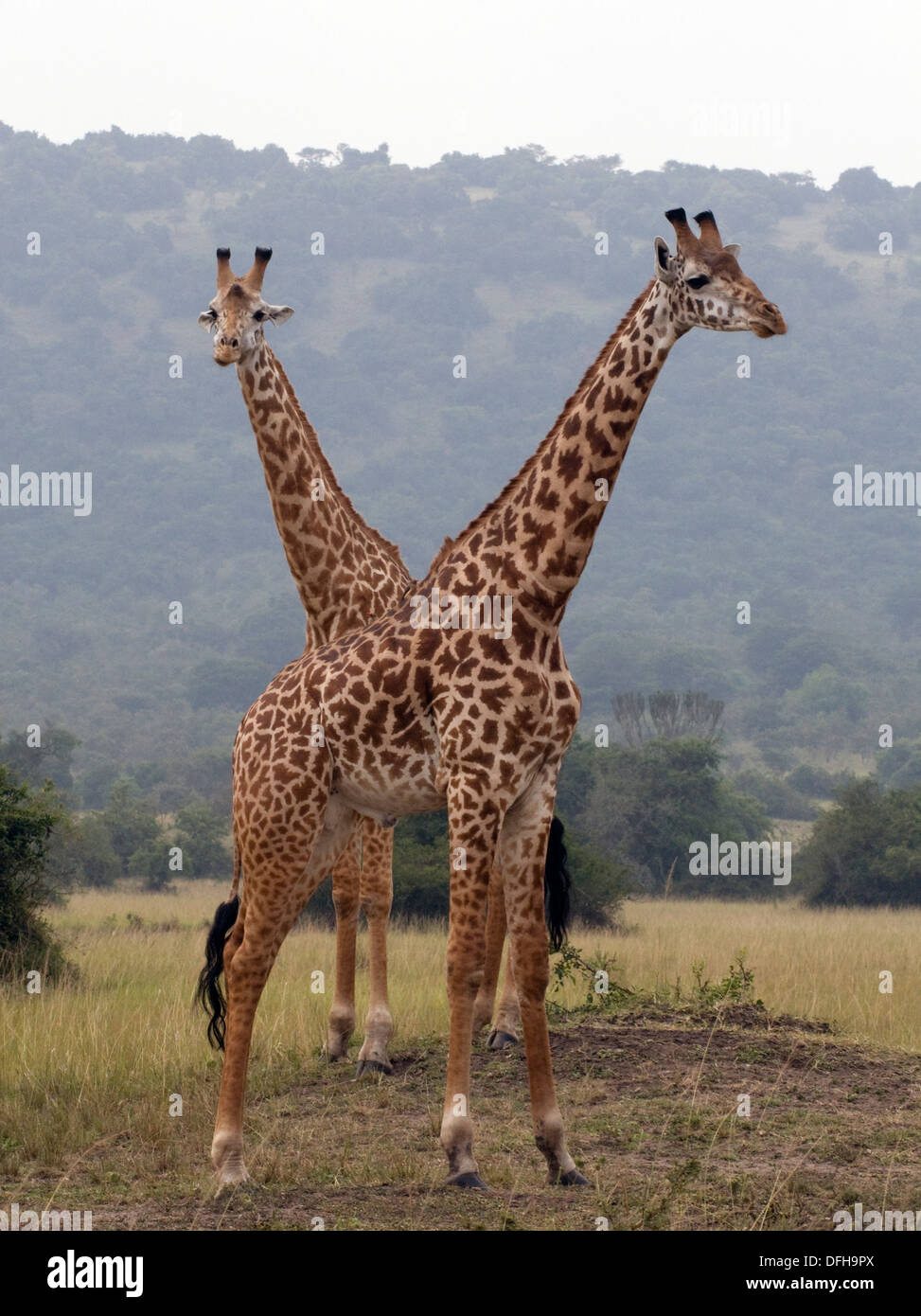 Giraffe Giraffa Plancius Akagera National Game Park Ruanda Central Nordafrika Stockfoto