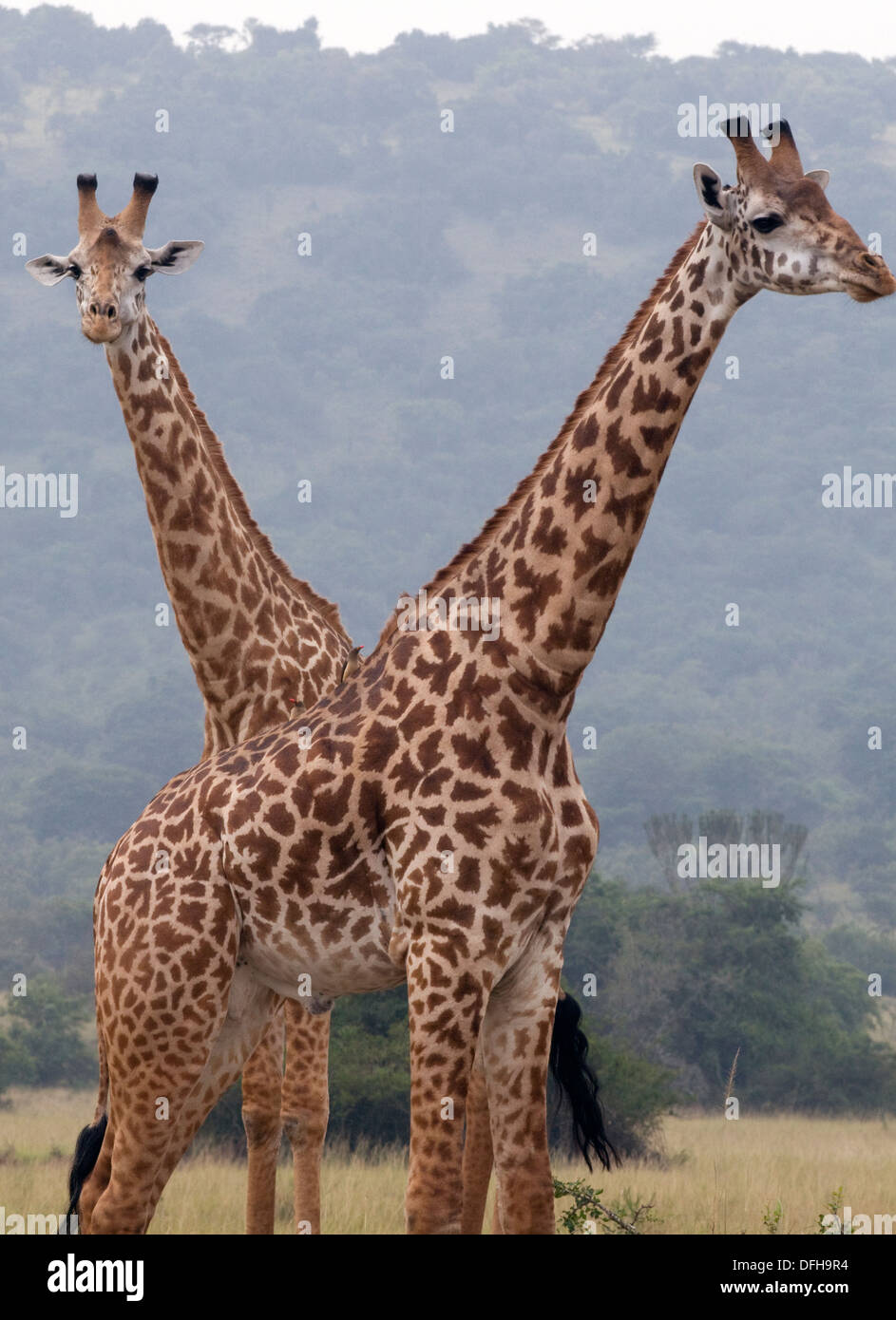 Giraffe Giraffa Plancius Akagera National Game Park Ruanda Central Nordafrika Stockfoto