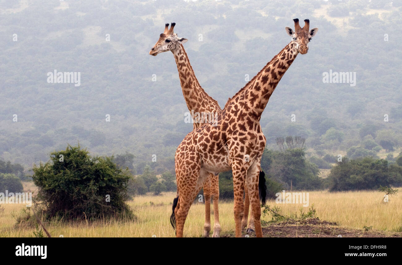 Giraffe Giraffa Plancius Akagera National Game Park Ruanda Central Nordafrika Stockfoto