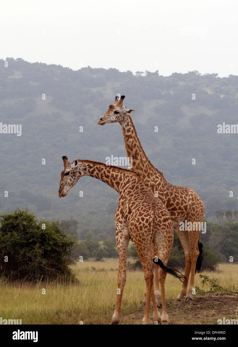 Giraffe Giraffa Plancius Akagera National Game Park Ruanda Central Nordafrika Stockfoto