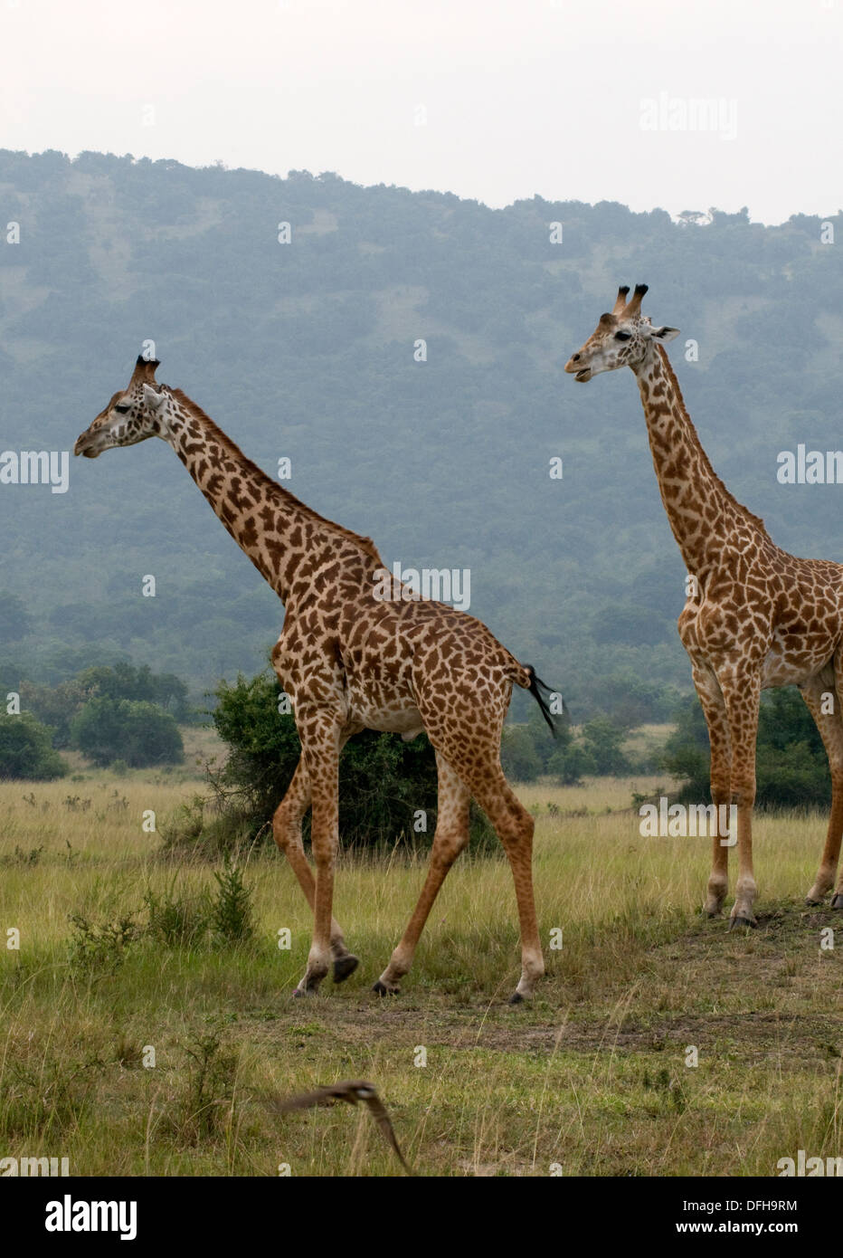 Giraffe Giraffa Plancius Akagera National Game Park Ruanda Central Nordafrika Stockfoto