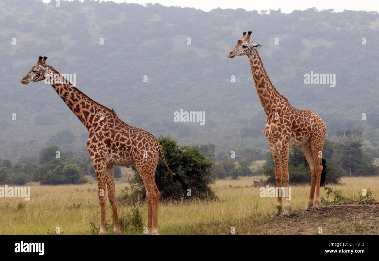 Giraffe Giraffa Plancius Akagera National Game Park Ruanda Central Nordafrika Stockfoto