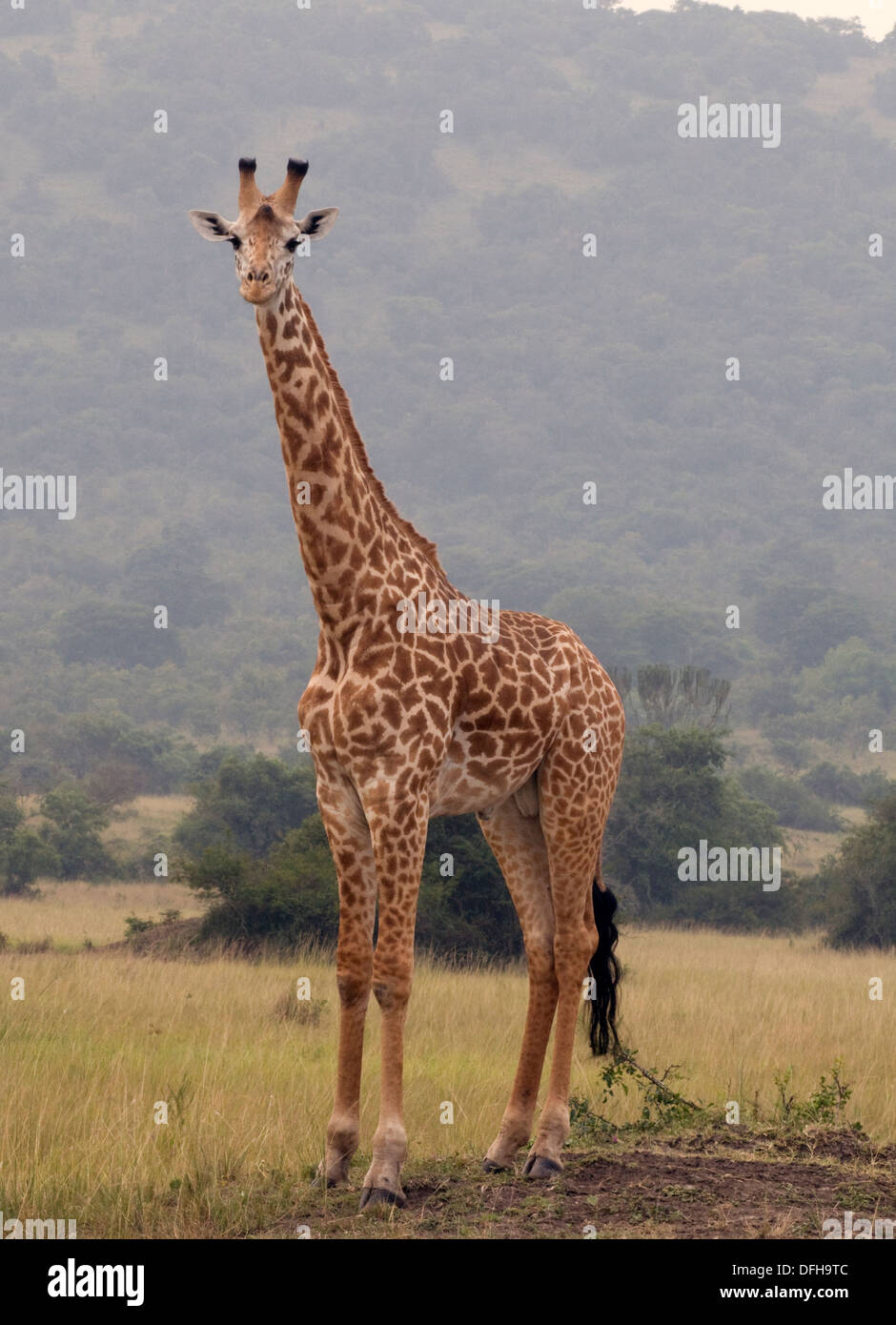 Giraffe Giraffa Plancius Akagera National Game Park Ruanda Central Nordafrika Stockfoto