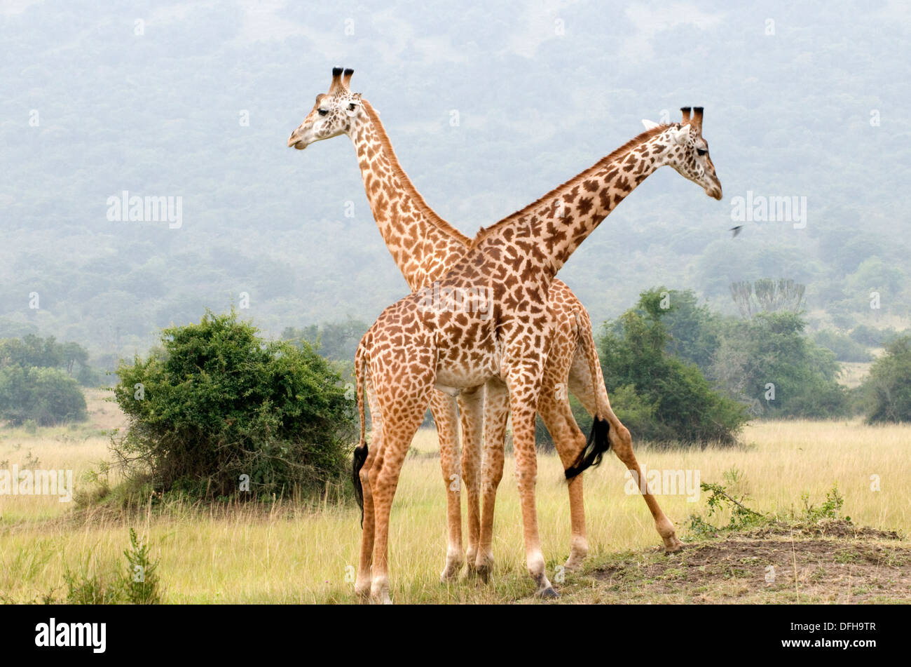 Giraffe Giraffa Plancius Akagera National Game Park Ruanda Central Nordafrika Stockfoto