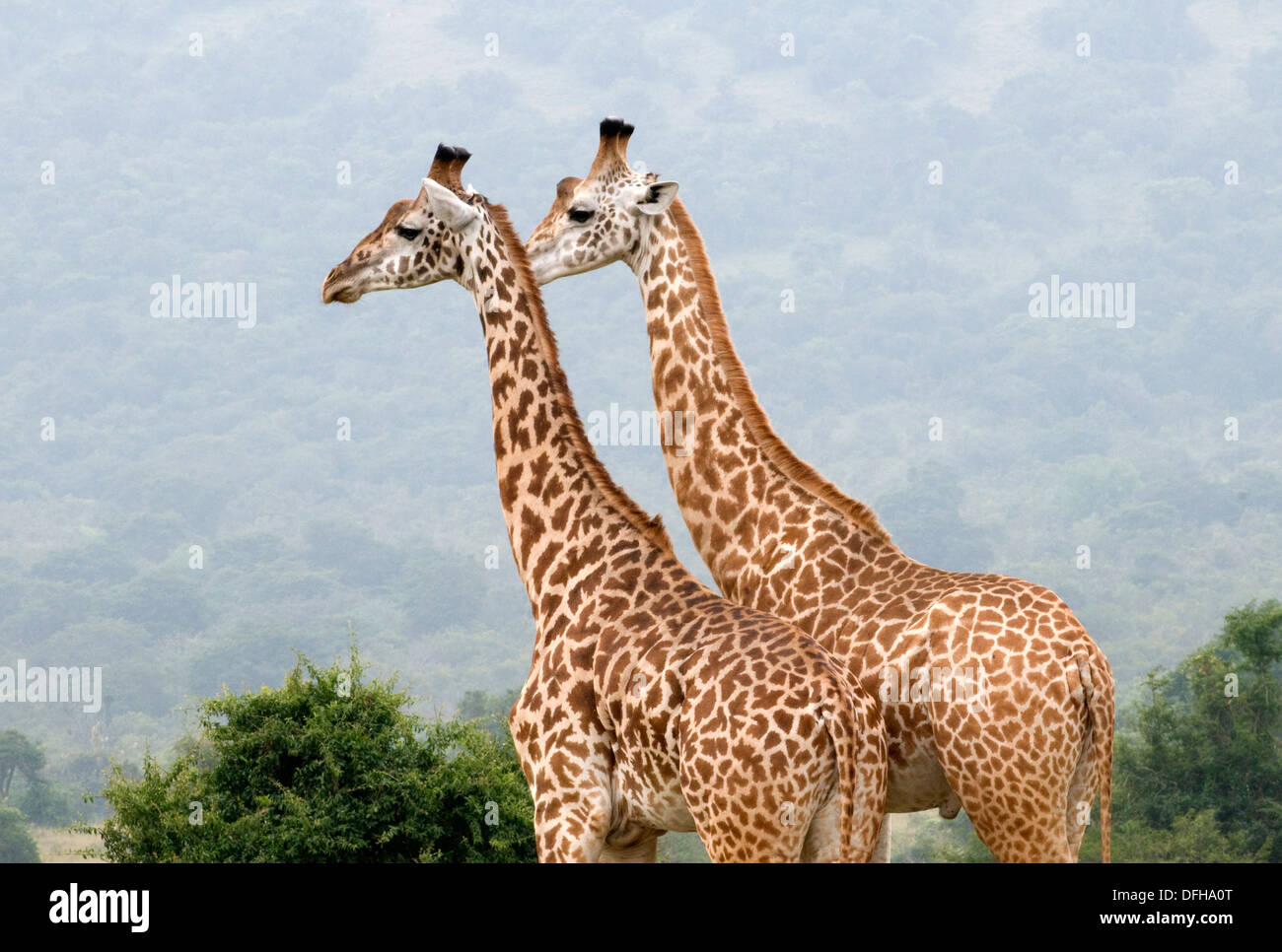 Giraffe Giraffa Plancius Akagera National Game Park Ruanda Central Nordafrika Stockfoto