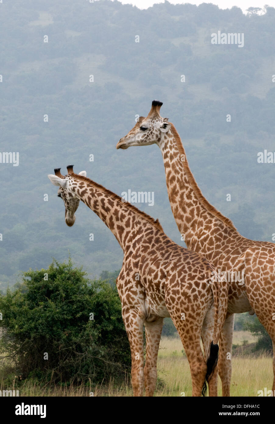 Giraffe Giraffa Plancius Akagera National Game Park Ruanda Central Nordafrika Stockfoto