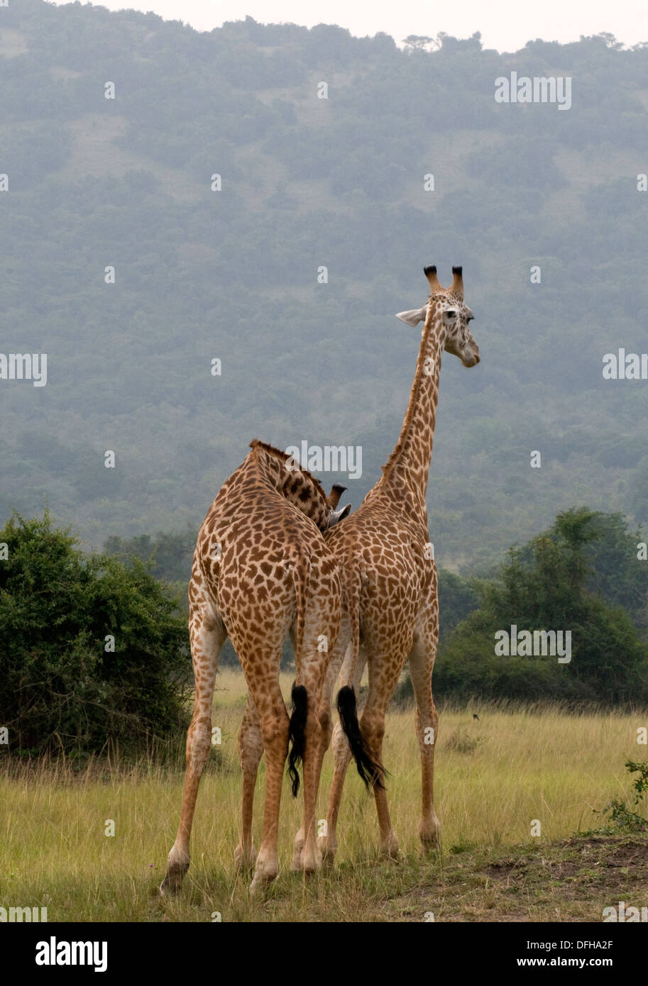 Giraffe Giraffa Plancius Akagera National Game Park Ruanda Central Nordafrika Stockfoto
