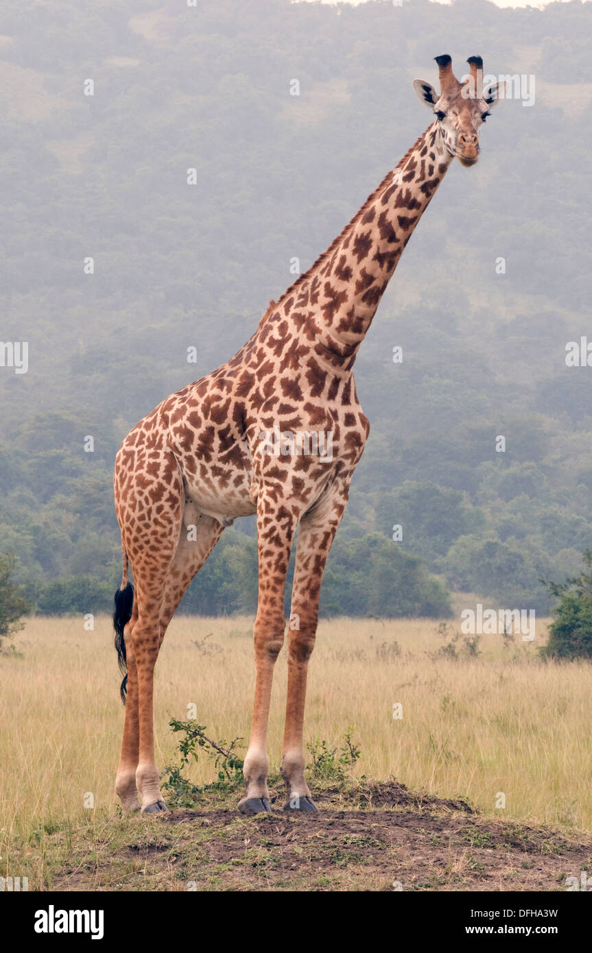 Giraffe Giraffa Plancius Akagera National Game Park Ruanda Central Nordafrika Stockfoto