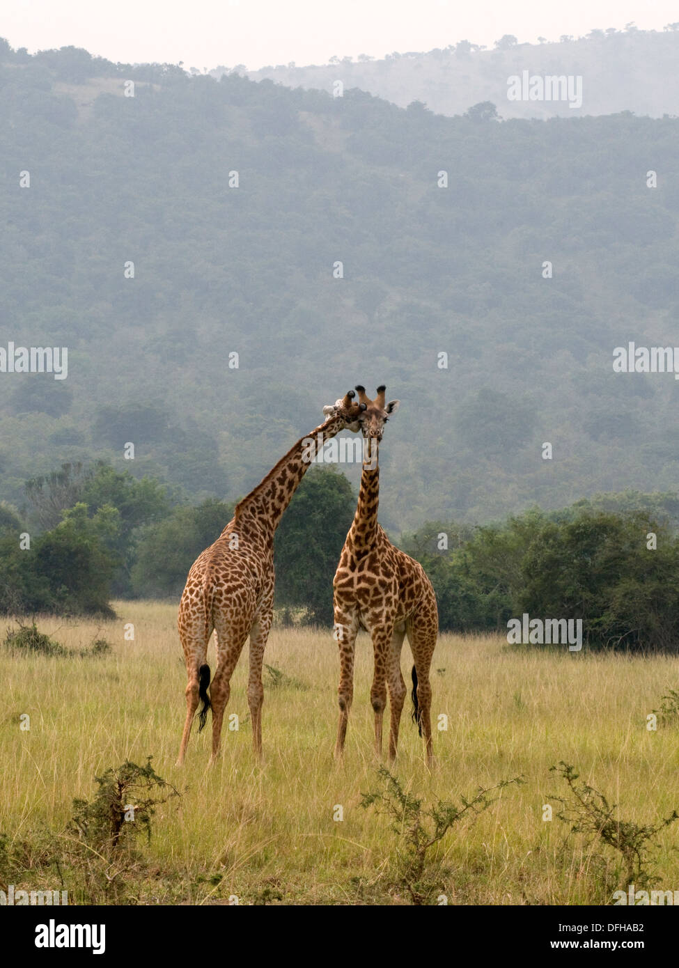 Giraffe Giraffa Plancius Akagera National Game Park Ruanda Central Nordafrika Stockfoto