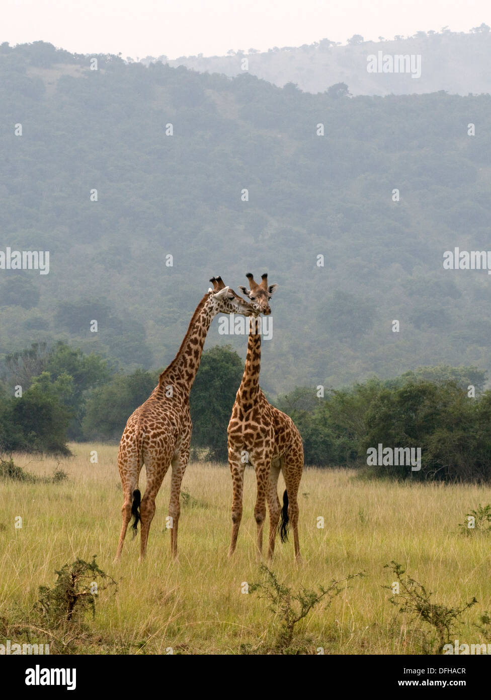 Giraffe Giraffa Plancius Akagera National Game Park Ruanda Central Nordafrika Stockfoto
