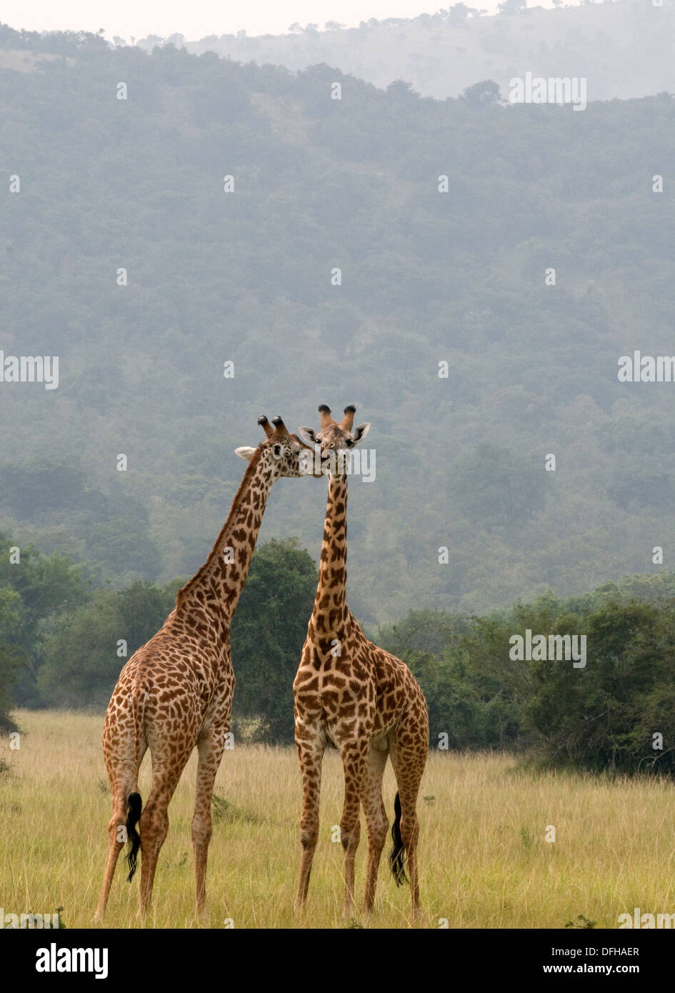 Giraffe Giraffa Plancius Akagera National Game Park Ruanda Central Nordafrika Stockfoto