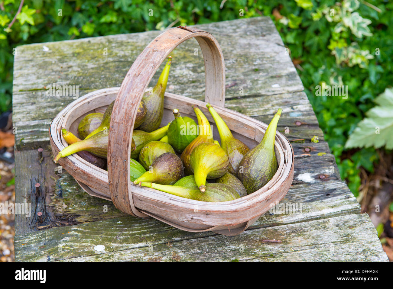 Nach Hause angebauten Feigen in einer hölzernen trug Stockfoto