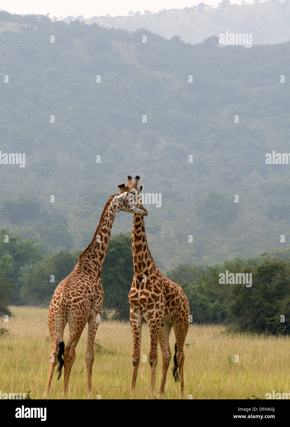 Giraffe Giraffa Plancius Akagera National Game Park Ruanda Central Nordafrika Stockfoto