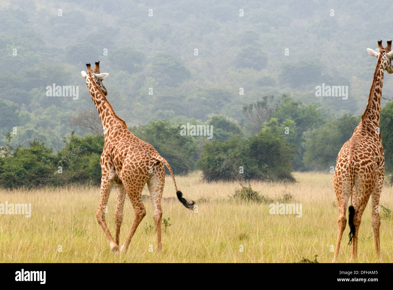 Giraffe Giraffa Plancius Akagera National Game Park Ruanda Central Nordafrika Stockfoto