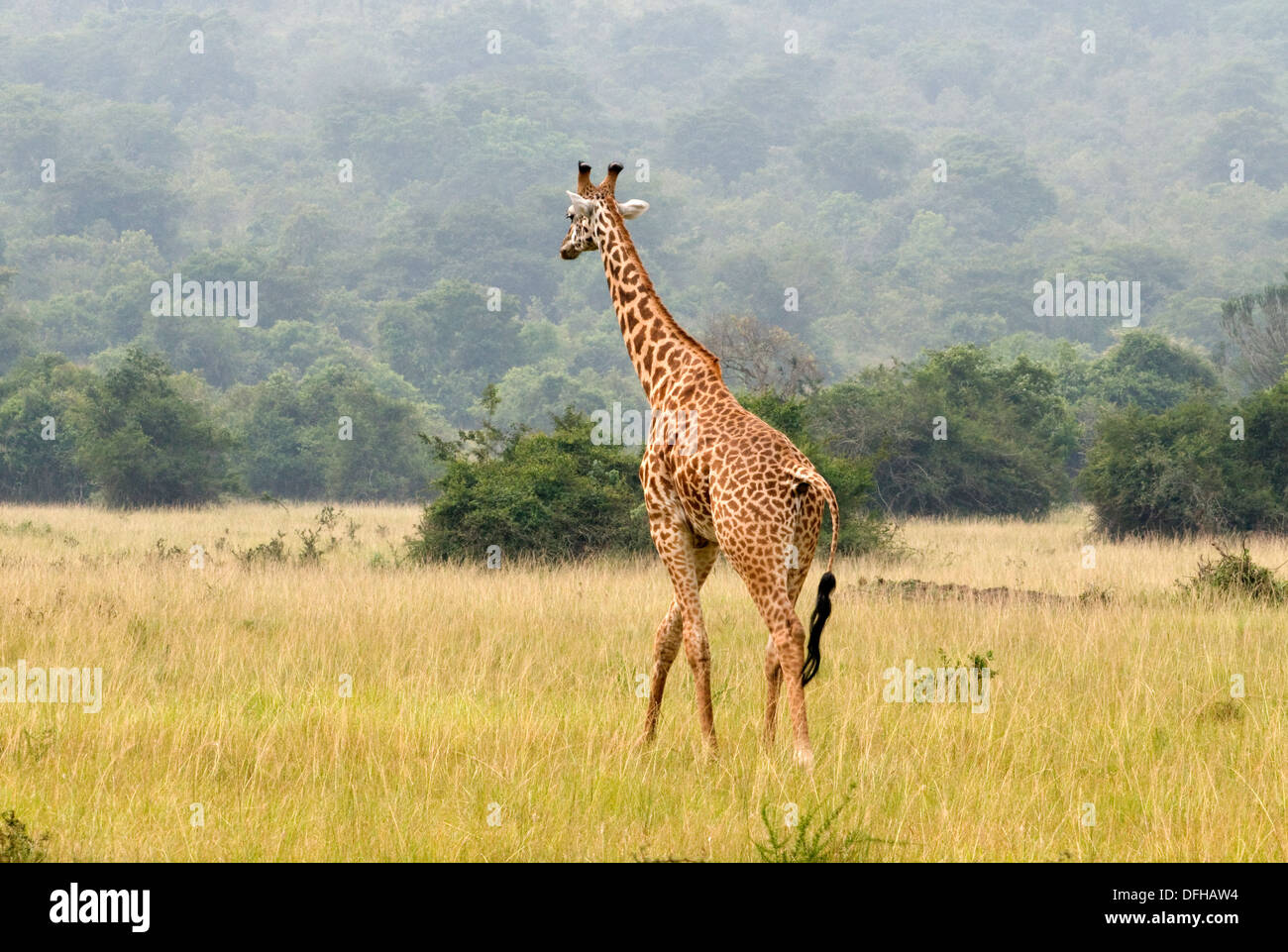 Giraffe Giraffa Plancius Akagera National Game Park Ruanda Central Nordafrika Stockfoto