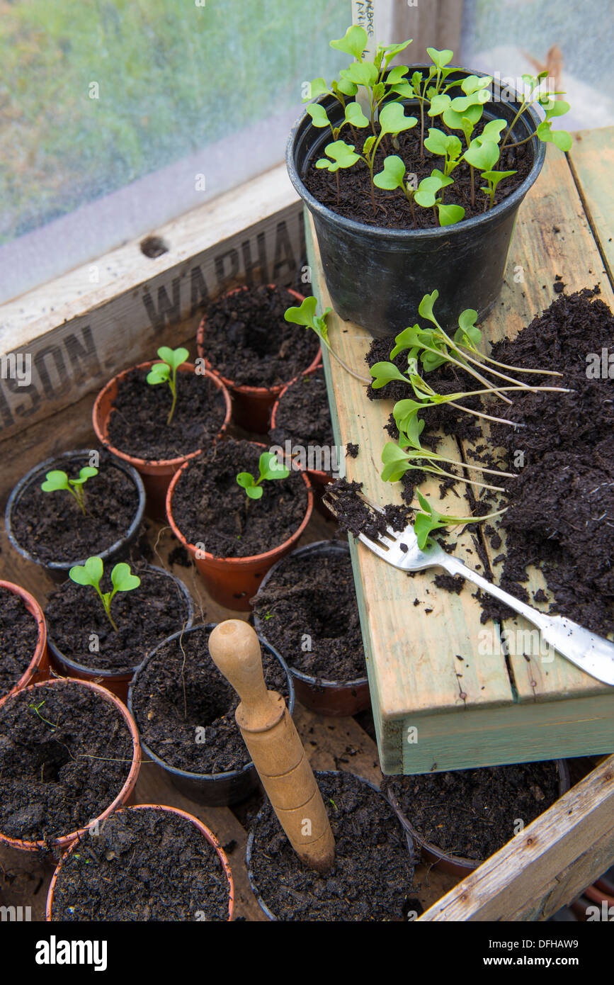 Blumenerde Bank Workstation mit Brassica Sämlinge auf vergossen wird. Stockfoto