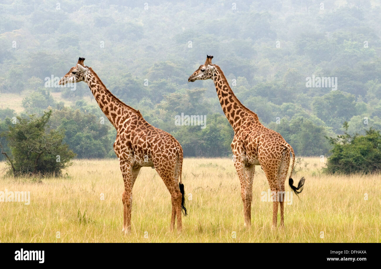 Giraffe Giraffa Plancius Akagera National Game Park Ruanda Central Nordafrika Stockfoto