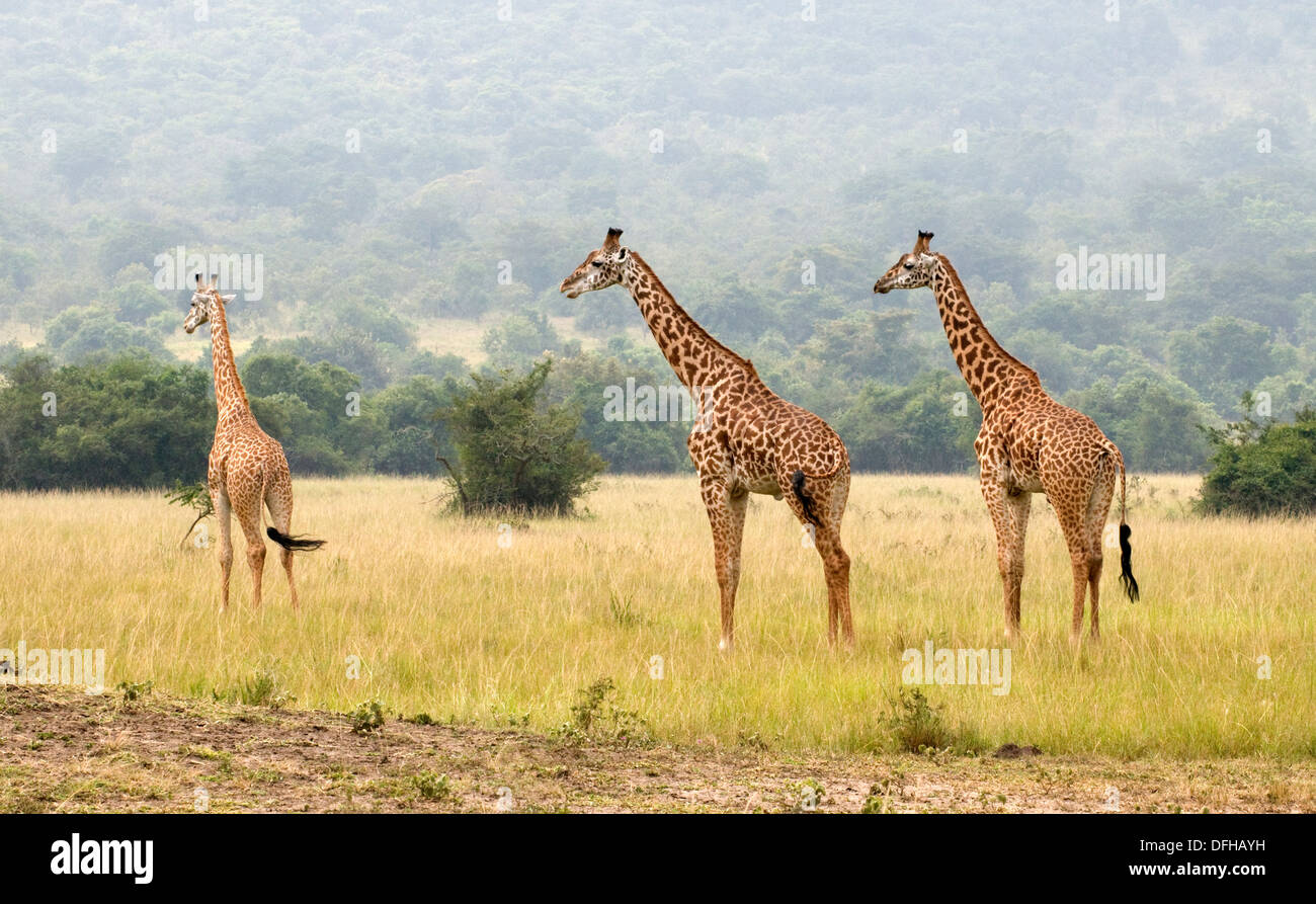 Giraffe Giraffa Plancius Akagera National Game Park Ruanda Central Nordafrika Stockfoto