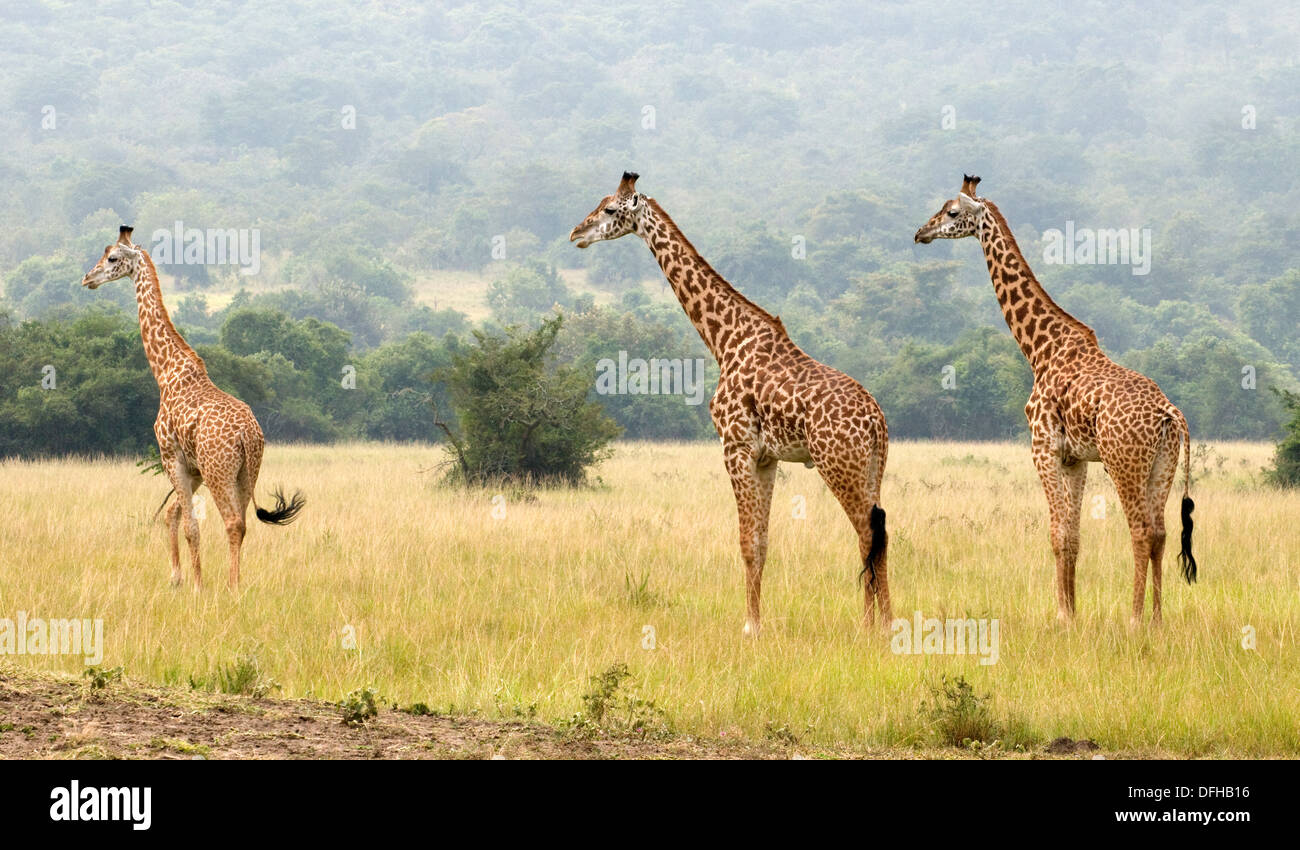 Giraffe Giraffa Plancius Akagera National Game Park Ruanda Central Nordafrika Stockfoto