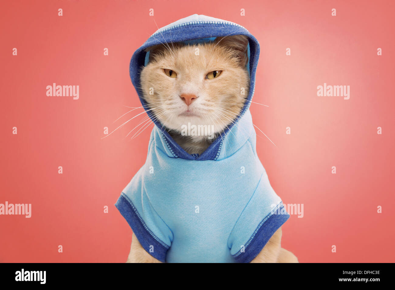Studioportrait Ingwer Katze tragen zwei Ton blaues Sweatshirt mit Kapuze Stockfoto