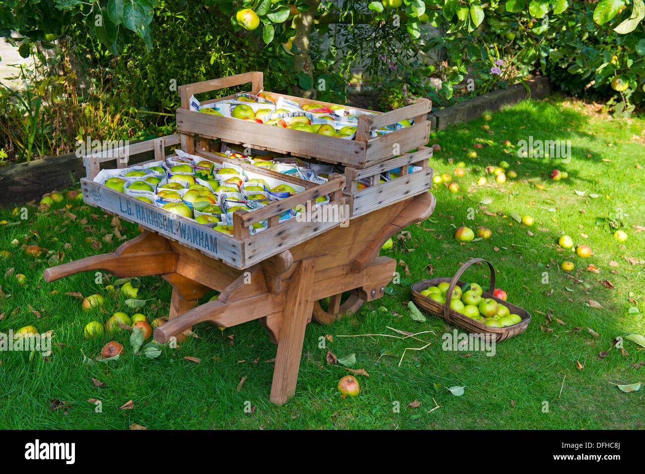 Bramley-Äpfel gepflückt, in Zeitungspapier eingewickelt und in Holztabletts gespeichert. Stockfoto
