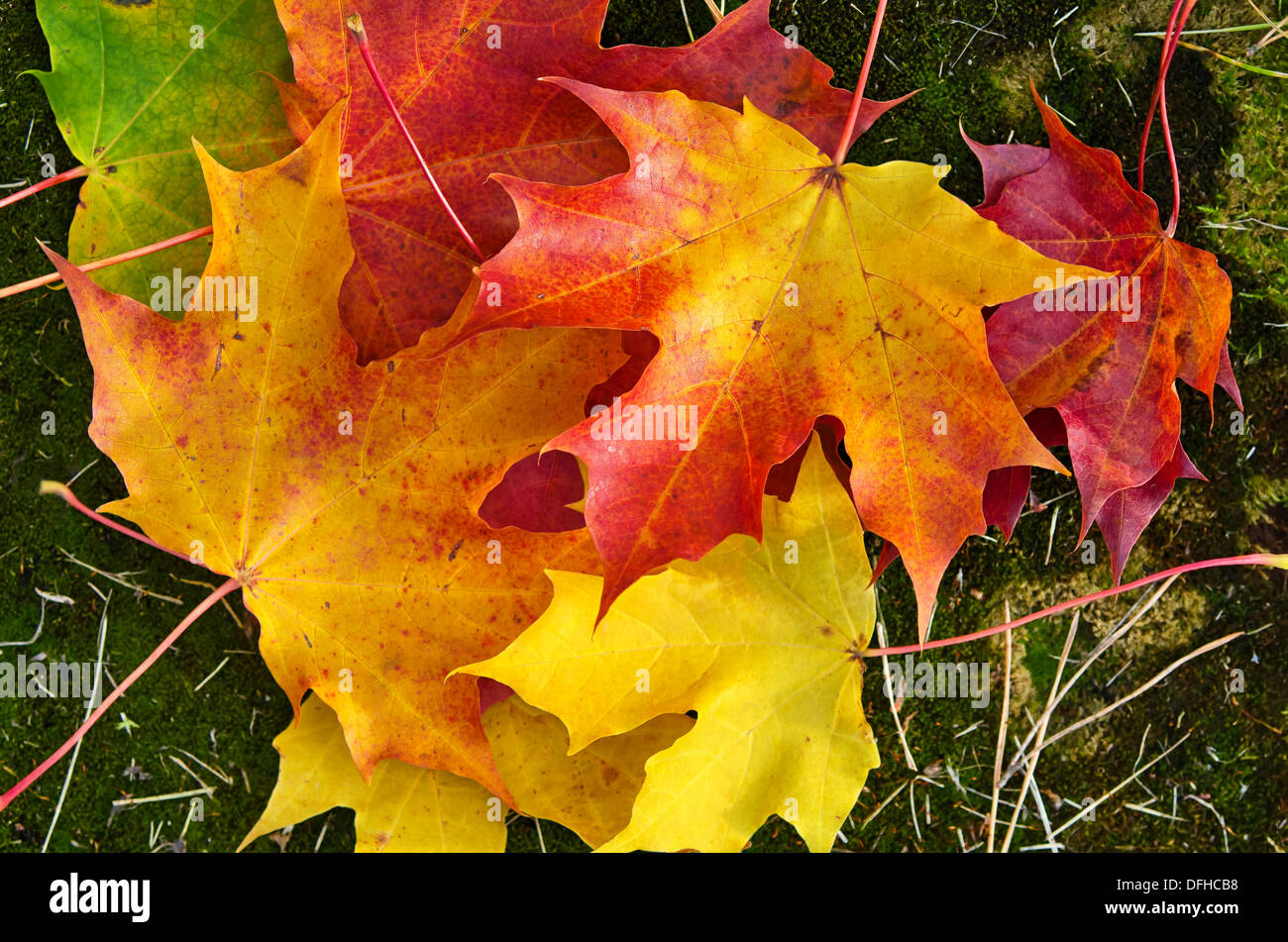 Nahaufnahme von bunten Herbst Blätter auf Moos Hintergrund Stockfoto