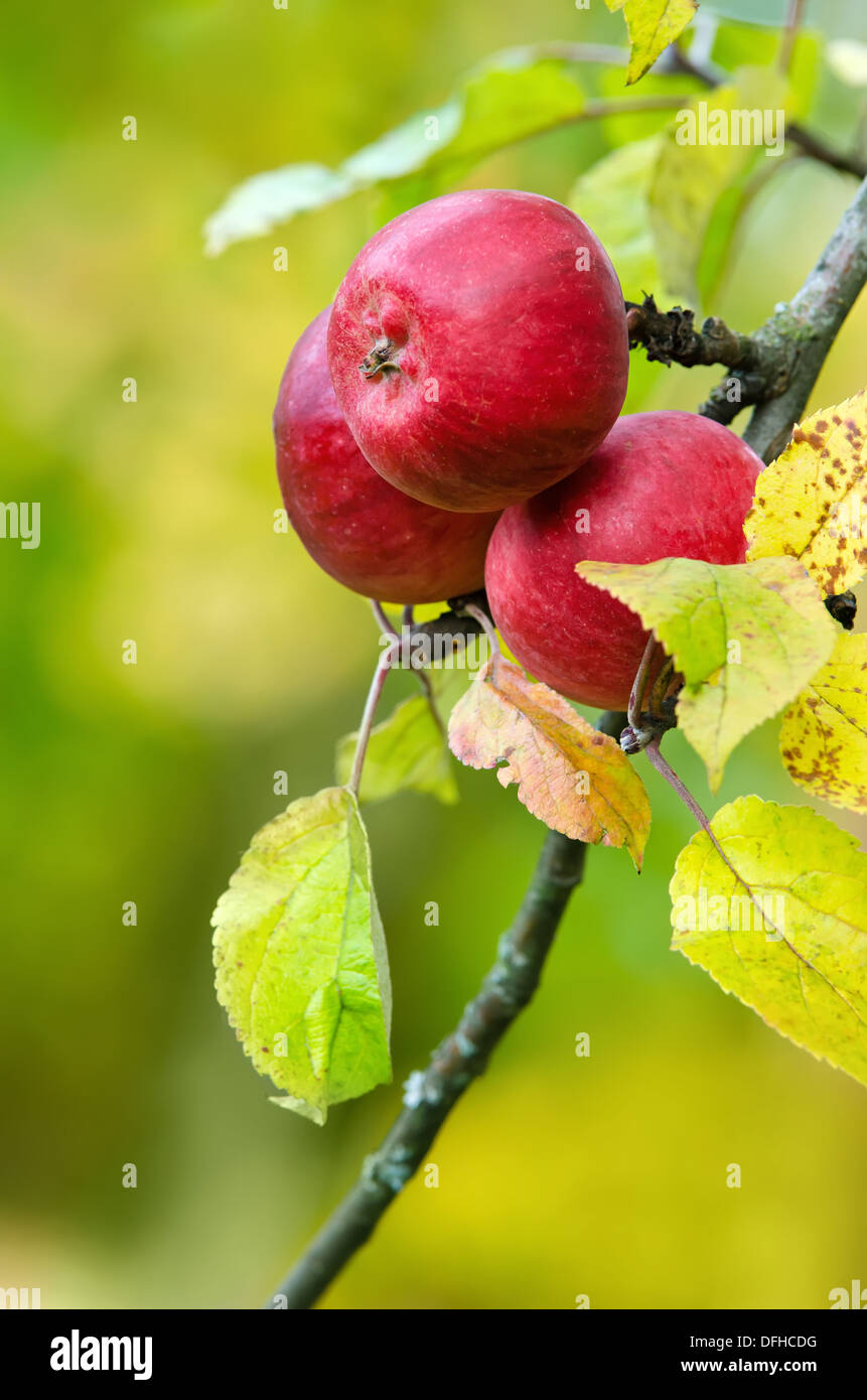 Rote Äpfel wachsen auf Apfel-Ast. Natürlichen grünen und gelben Hintergrund. Stockfoto