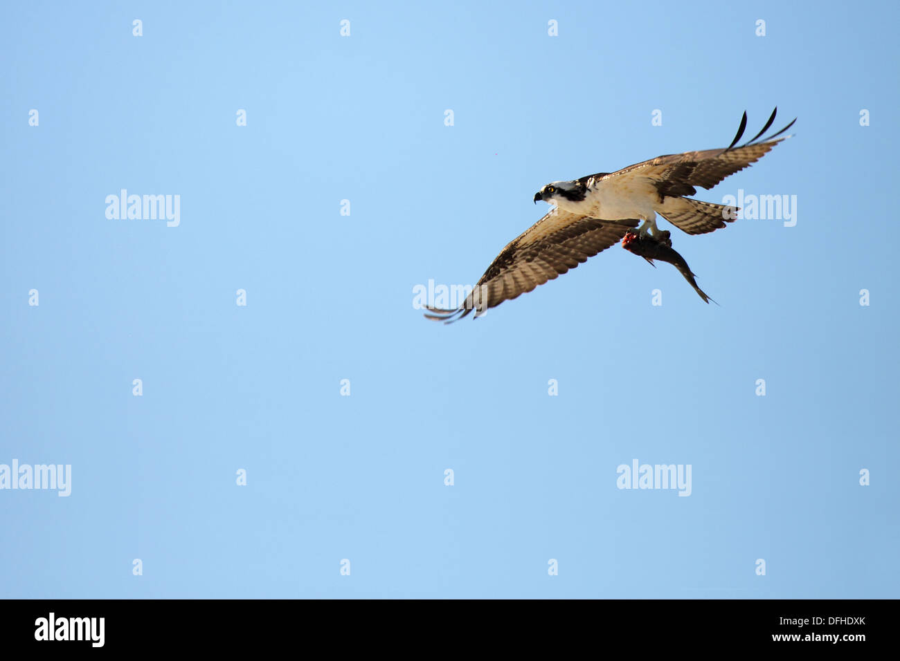 Ein Fischadler tragen einen Fisch zurück zu seinem Nest. Stockfoto