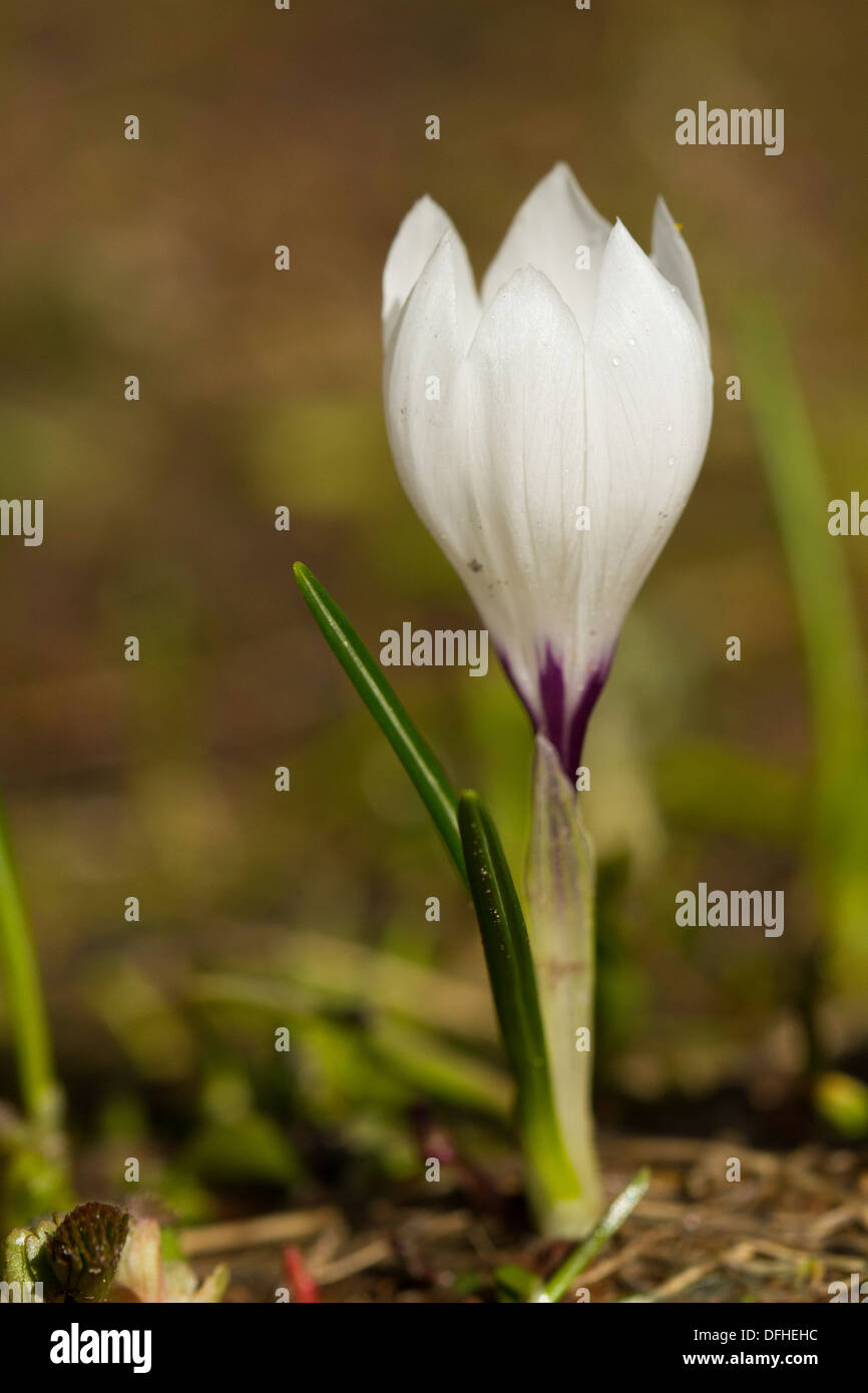 Weiße Krokus (Vernus Albiflorus) Subspecies albiflorus Stockfoto