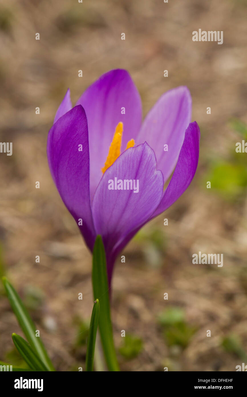 Weiße Krokus (Vernus Albiflorus) Stockfoto