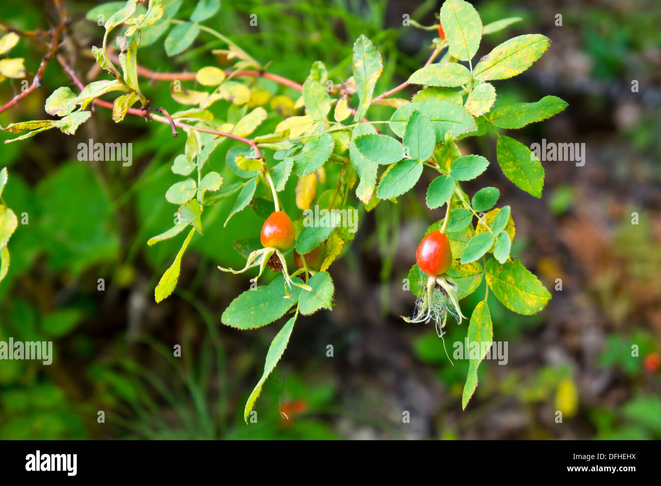 Hagebutten von Wildrosen Stockfoto