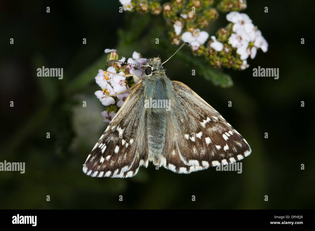 Ergrauten Skipper (Pyrgus Malvae) Fütterung auf weißen Blüten Stockfoto