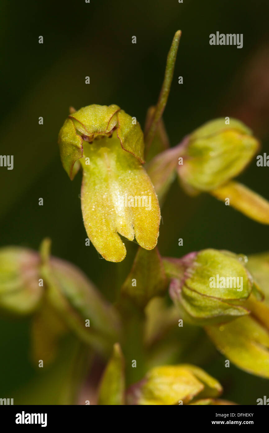 Frog Orchid (Coeloglossum Viride) Stockfoto