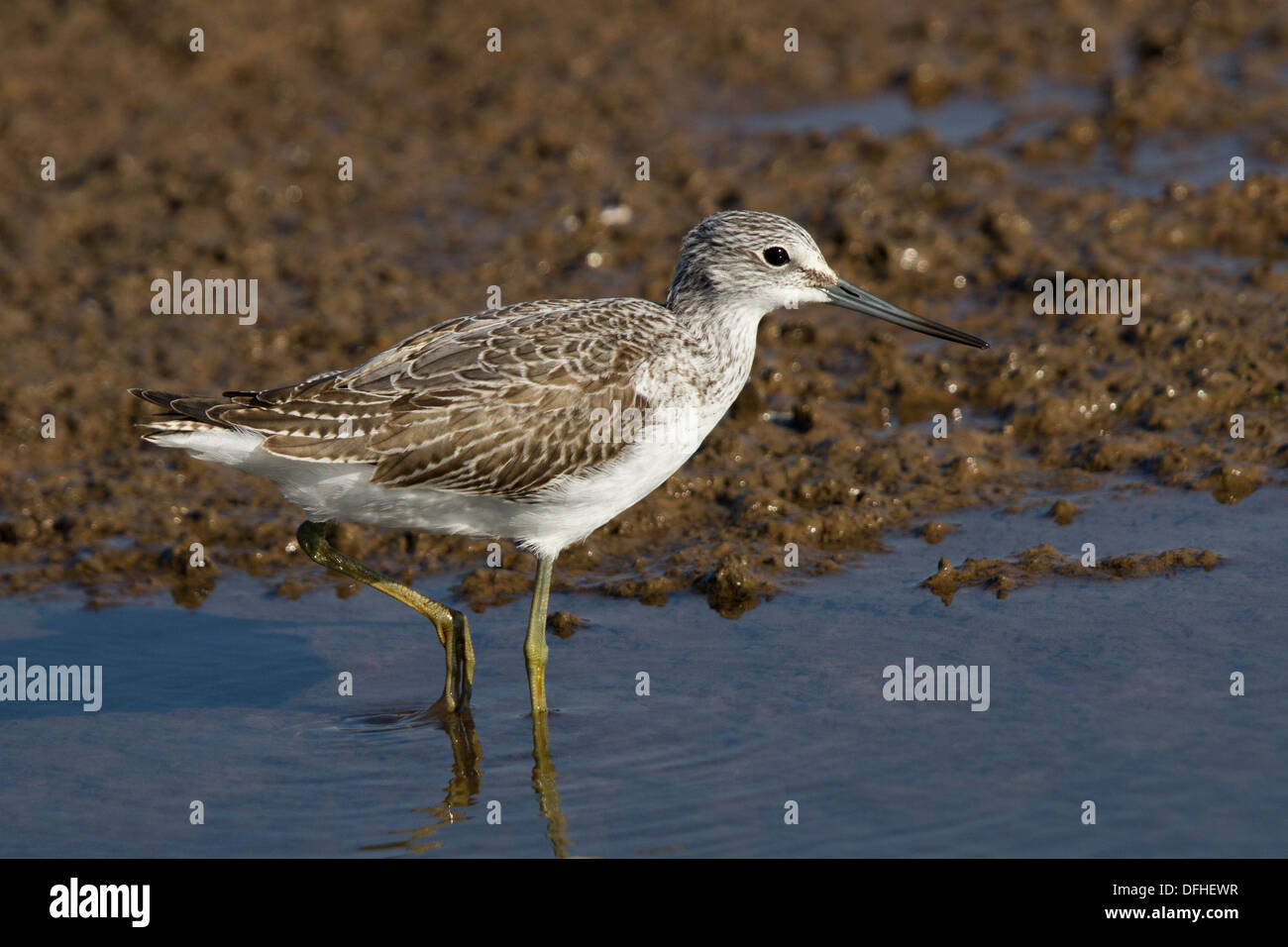 Gemeinsamen Grünschenkel (Tringa Nebularia) Stockfoto