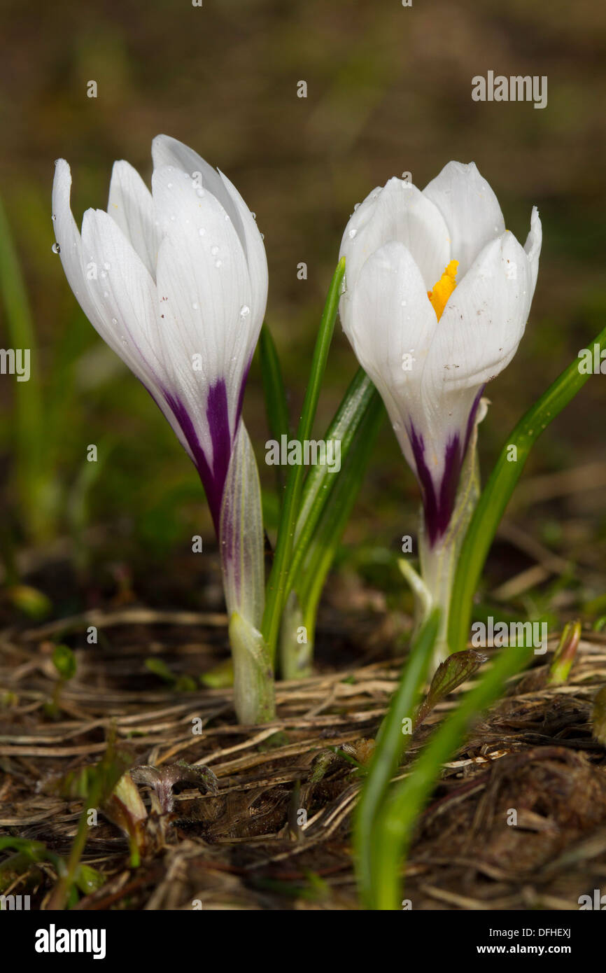 Weiße Krokus (Vernus Albiflorus) Unterart albiflorus Stockfoto
