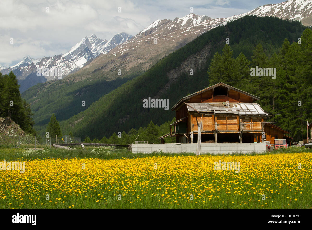 Swiss Chalet und Buttercup Wiese mit Alpen im Hintergrund Stockfoto