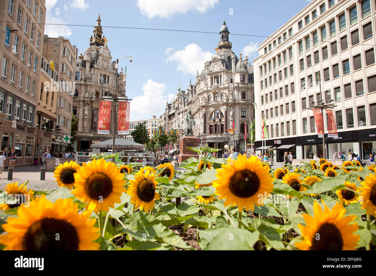 Sonnenblumen in der Fußgänger zone Meir in Antwerpen, Belgien Stockfoto