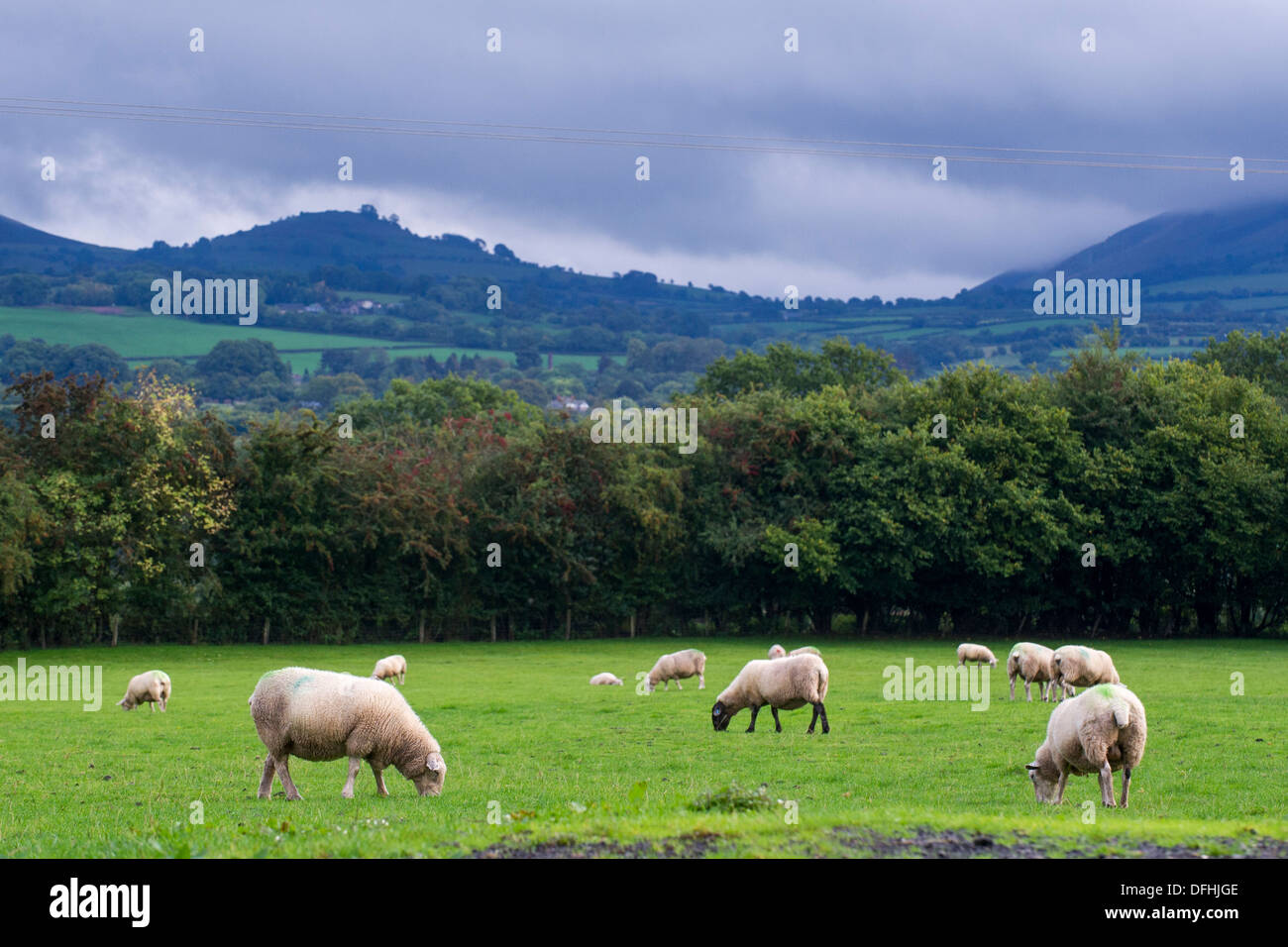 Schafe in einem Feld in mid Wales, UK, mit Bergen im Hintergrund. Stockfoto