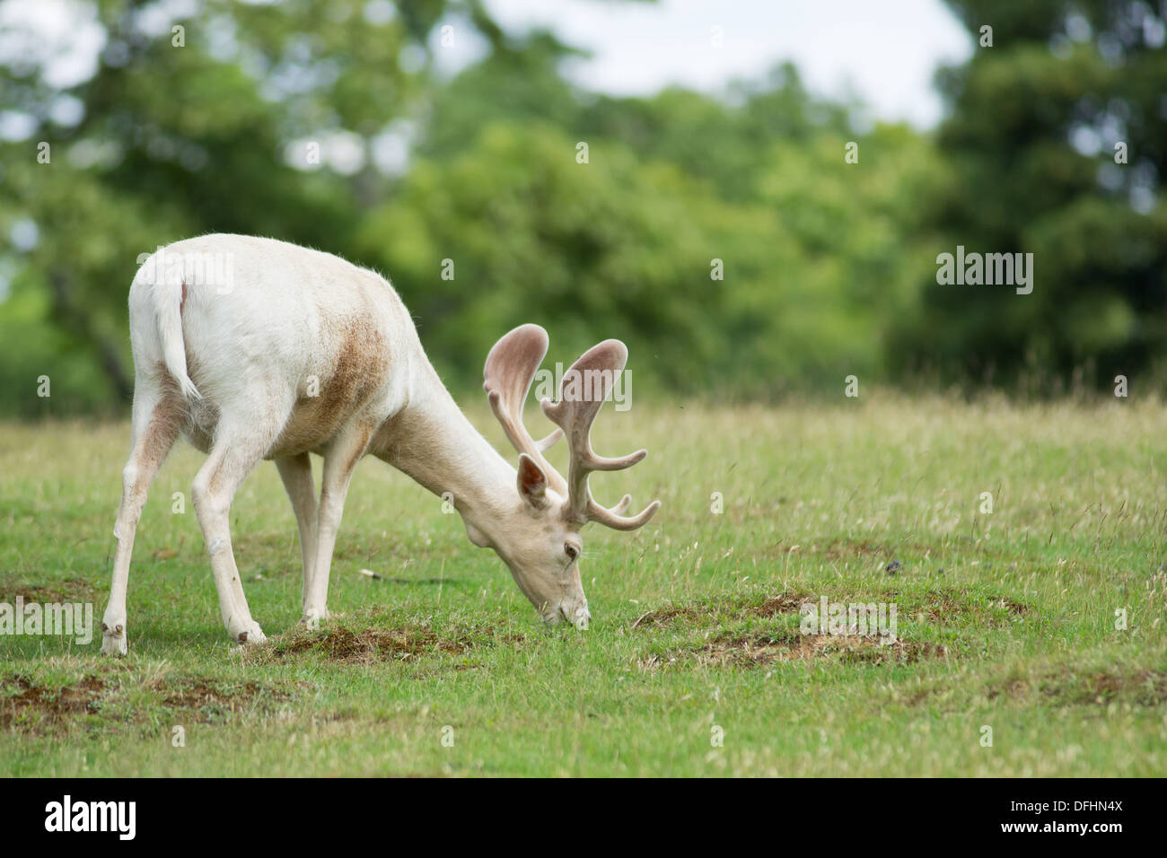 Weiße männliche Damhirsche Stockfoto