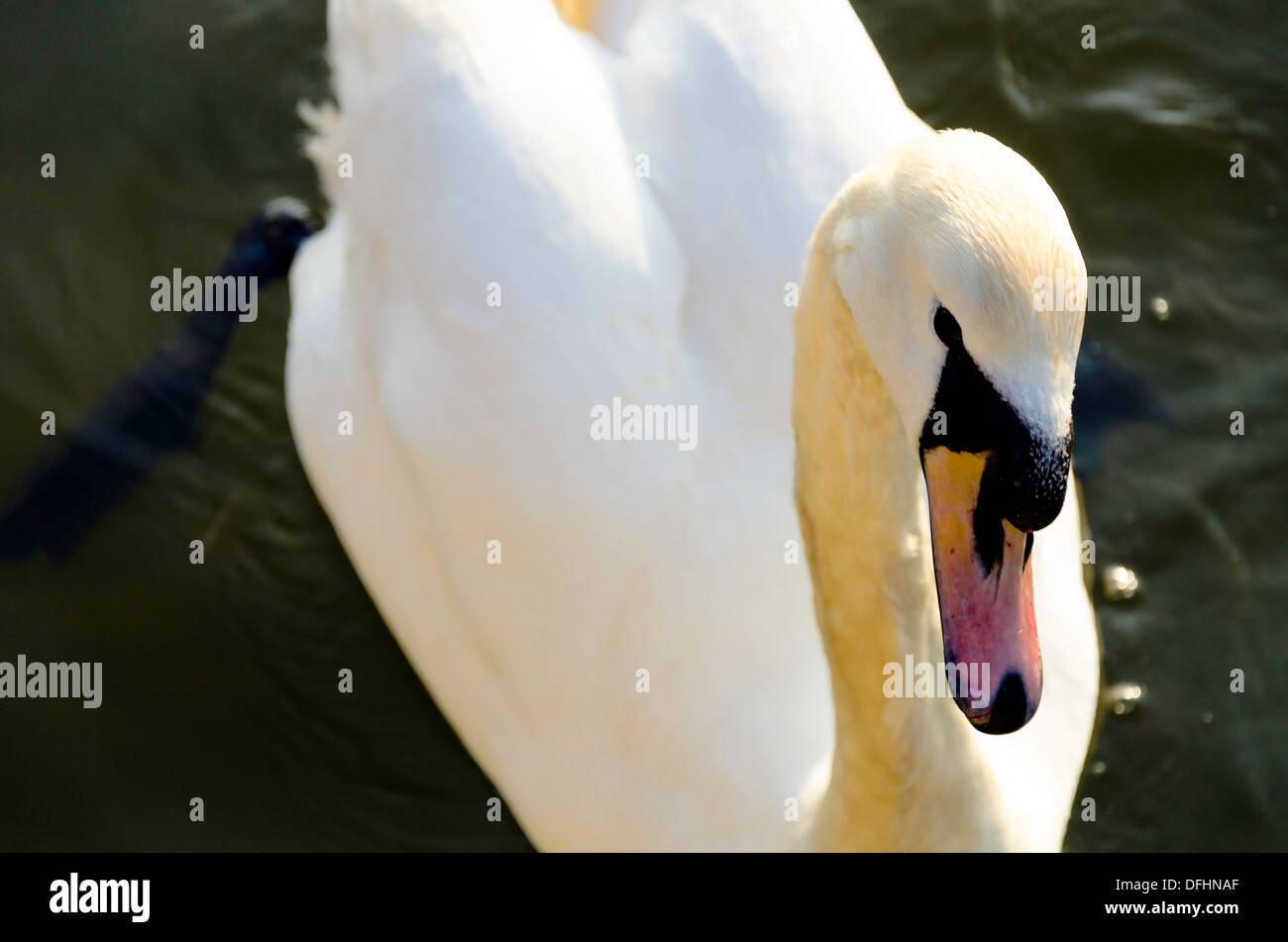 Gesicht der Höckerschwan (Cygnus Olor) Stockfoto