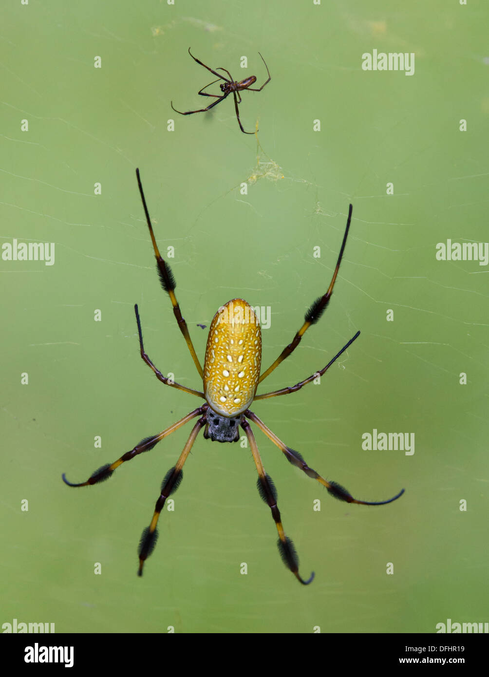 Männliche und weibliche golden Orb Weaver Spinnen auf Spiderweb. Stockfoto