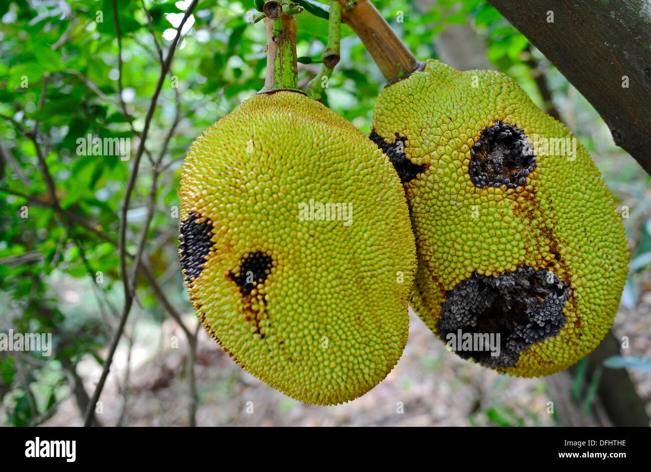 Die Durian-Frucht Stockfoto