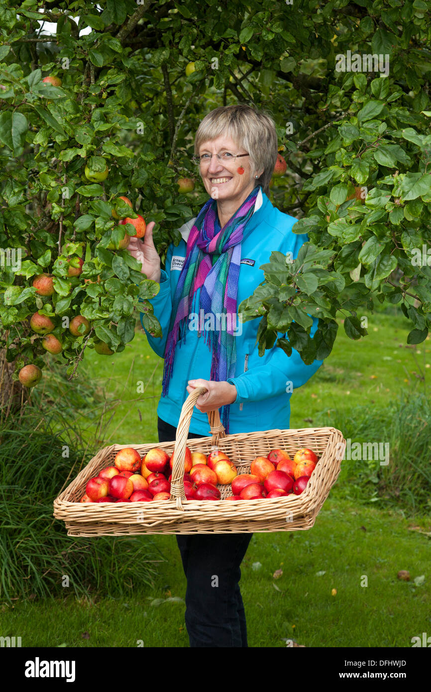 Äpfel pflücken in Arnside, Silverdale, Großbritannien. Oktober 2013. Frau Barbara Henneberry Communications and Funding Officer beim fünften AONB Apple Day von Arnside mit Discovery Eating Apples in der Briery Bank Orchard, Arnside. Viele Äpfel und Kürbisse zum Verkauf, Tierausstellungen, Experten für die Apfelidentifikation, die über seltene Sorten rätseln, und viel frisch gepresster Saft - die Apfelpresse arbeitete den ganzen Tag hart, um den Durst von fast 1000 Besuchern zu stillen. Stockfoto
