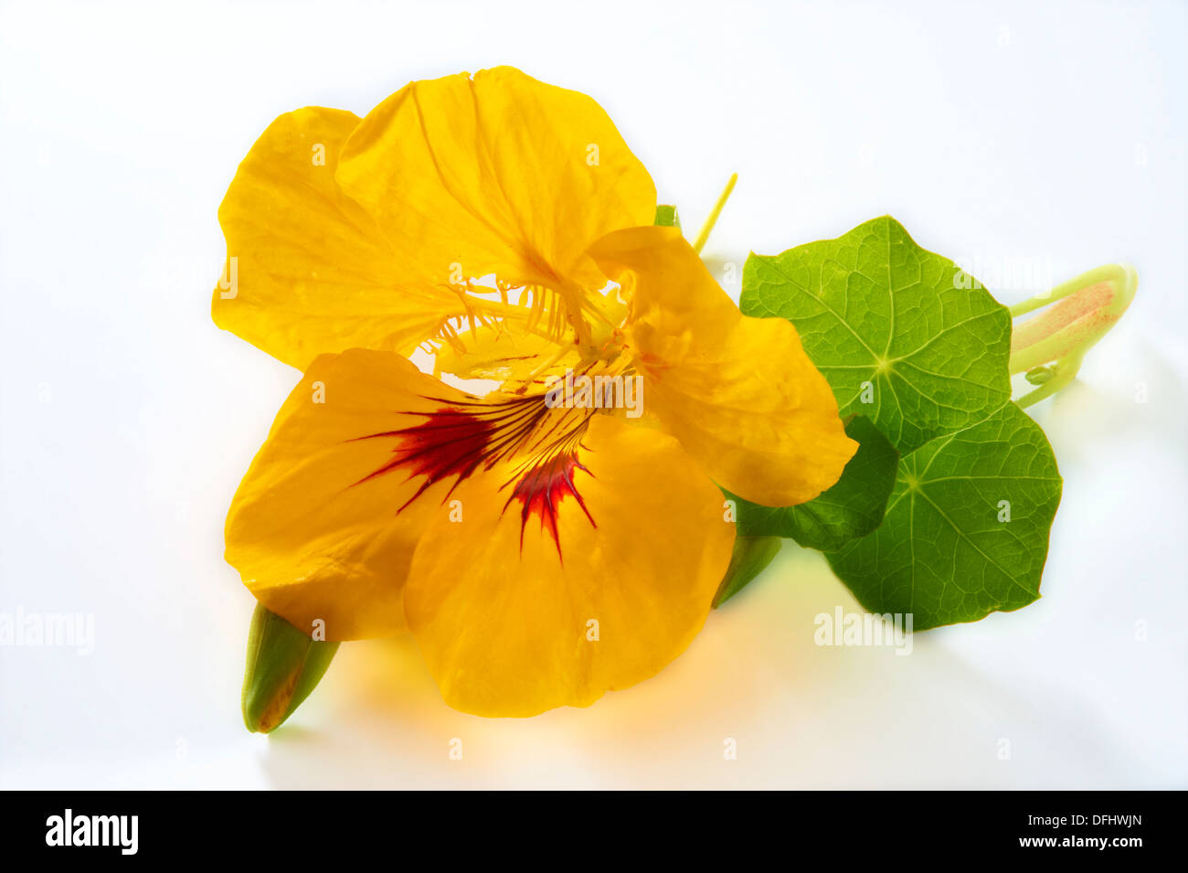 Frische blühende Kapuzinerkresse Blumen Stockfoto