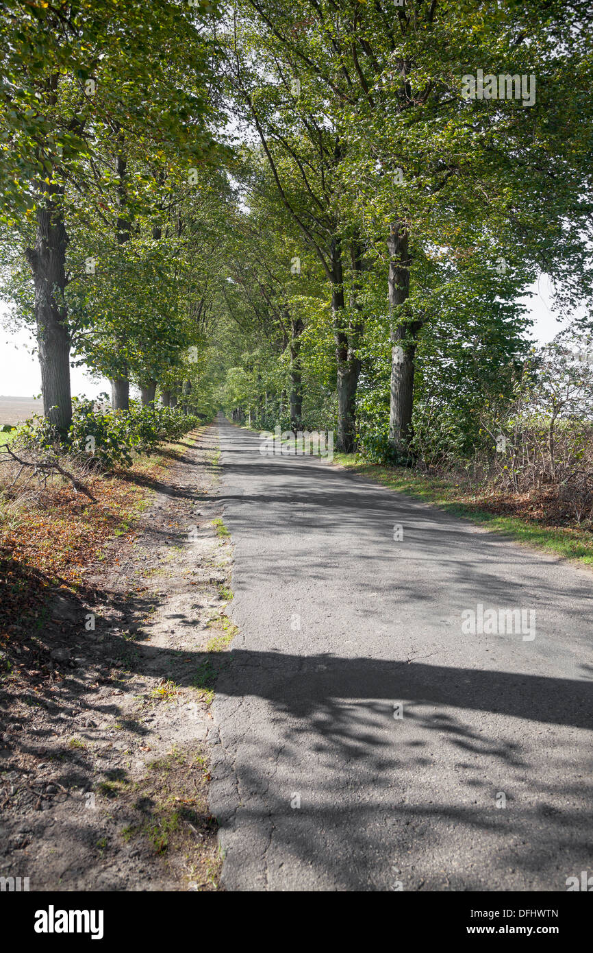 von Bäumen gesäumten Straße in der Nähe von Krajnik Gorny, Pommern, Polen Stockfoto