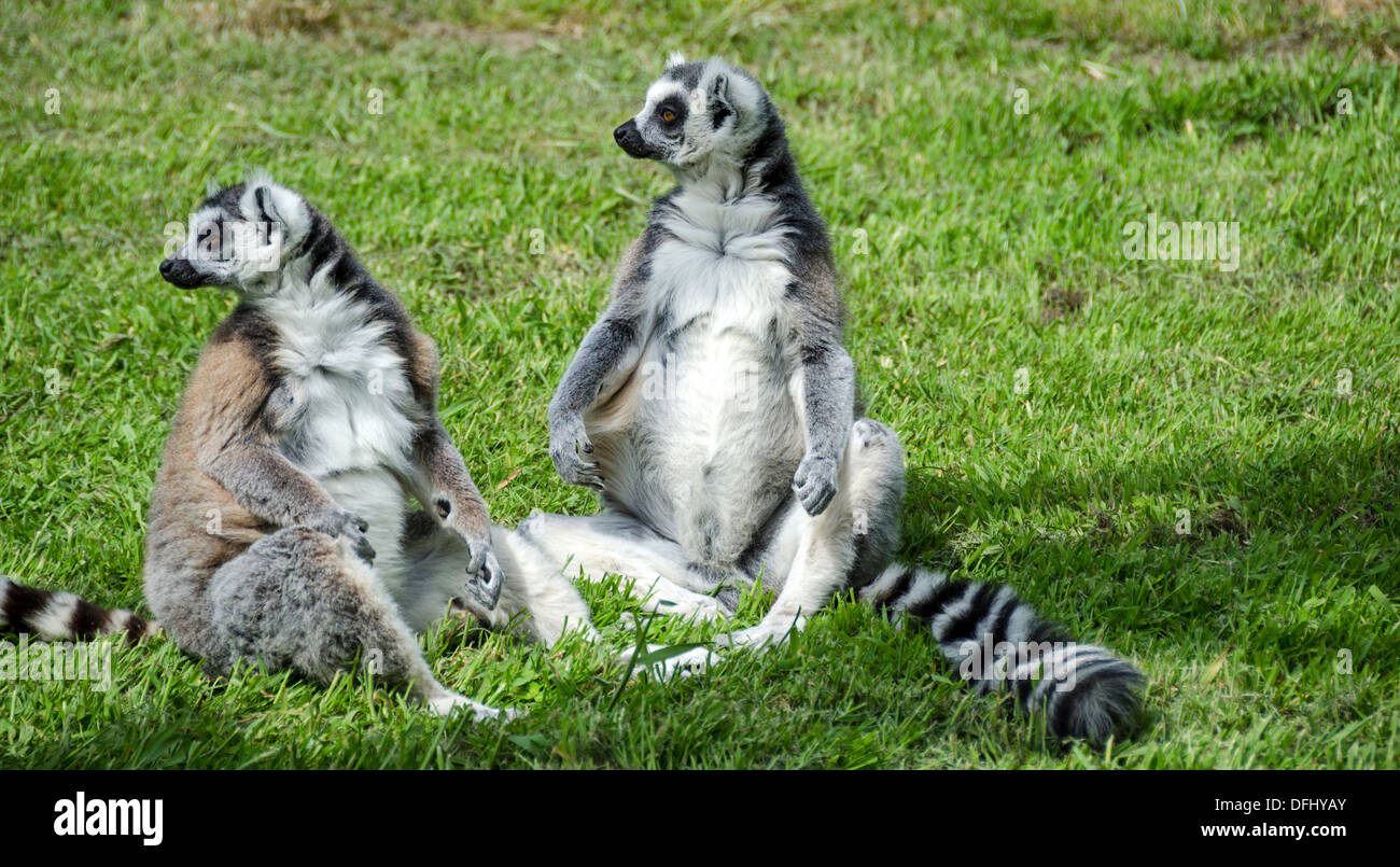 Ein paar der Lemuren. Stockfoto