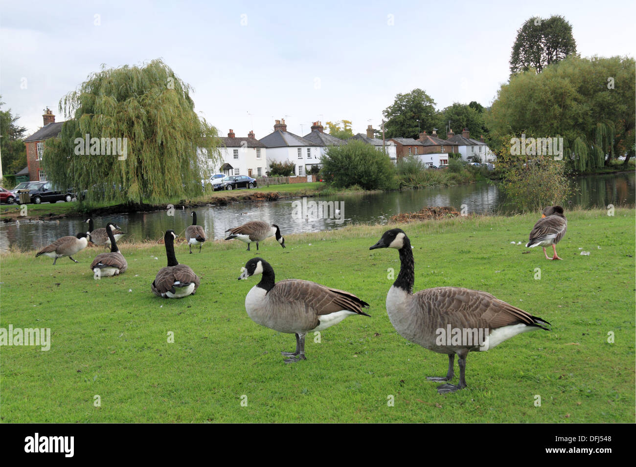 Kanadagans (Branta Canadensis) am West End grün Teich, Esher, Surrey, England, Great Britain, Großbritannien, UK, Europa Stockfoto