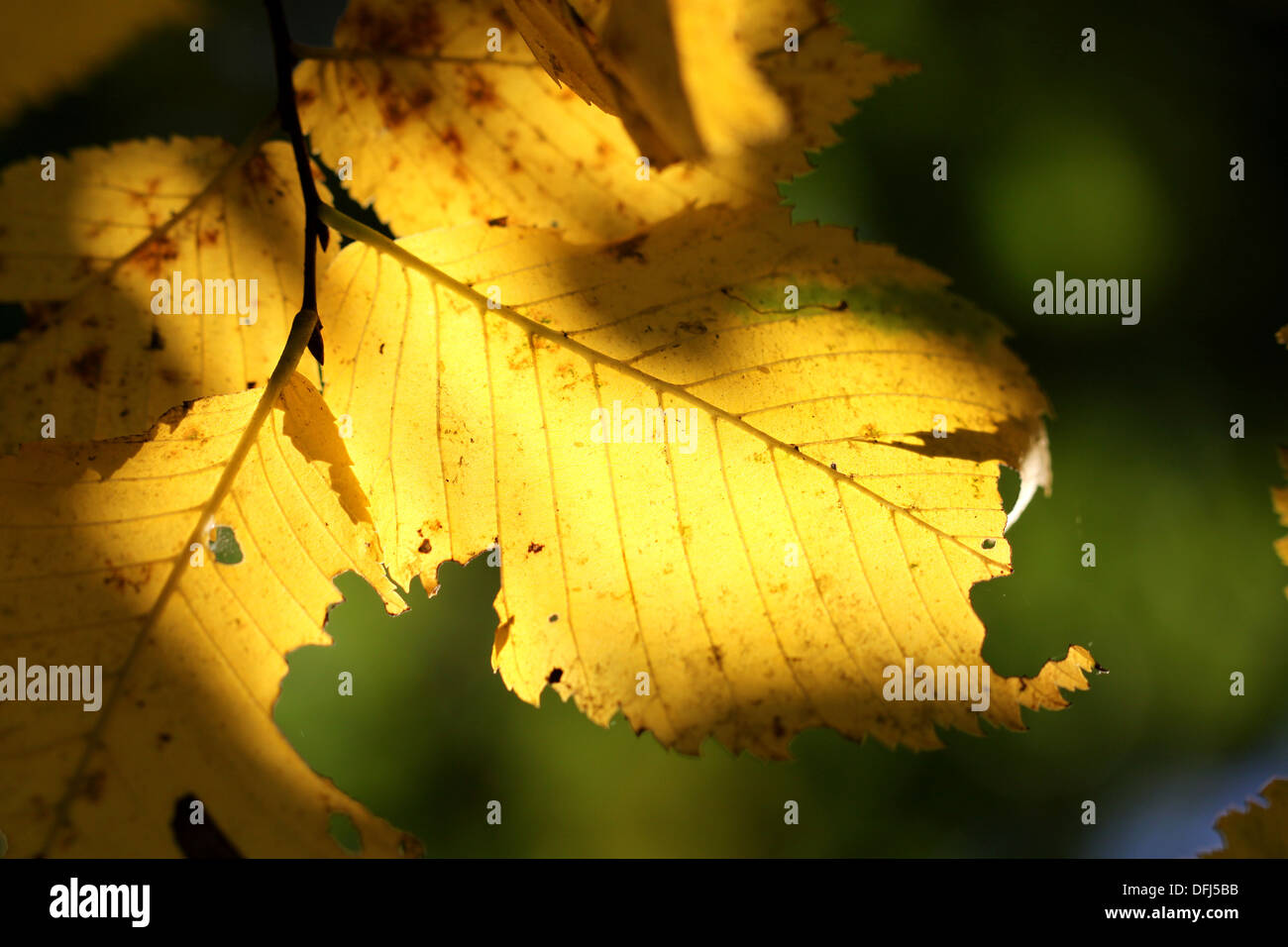 Gelbe Blätter im Schatten Stockfoto