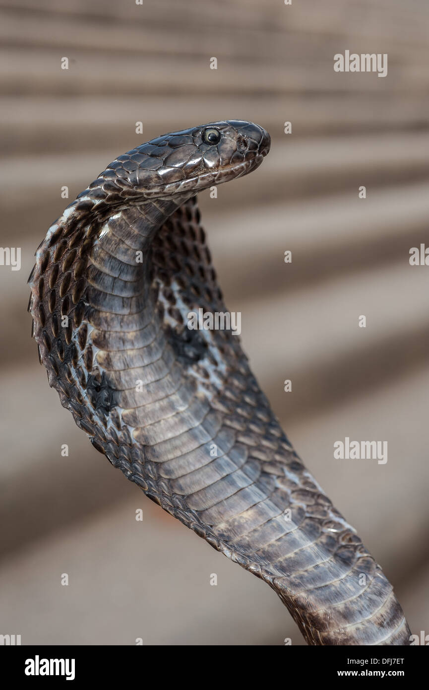 Indische Kobra, Naja Naja, Alapidae, Varanasi, Indien, Asien Stockfoto